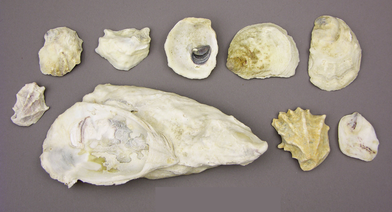 Oyster shells