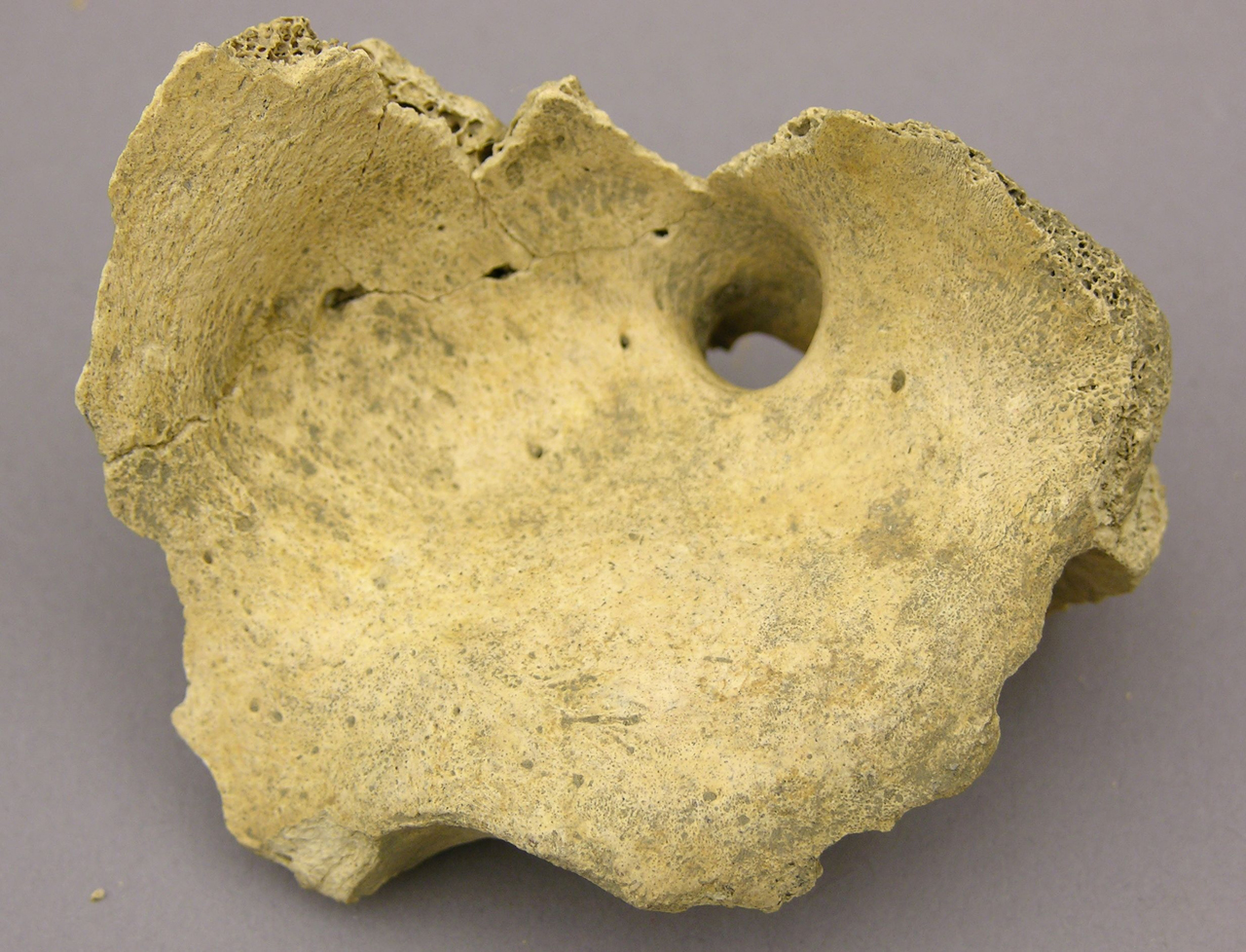 cow bone