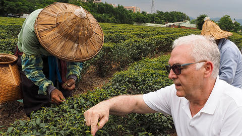 tea expert in taiwan tea farm row with workers.
