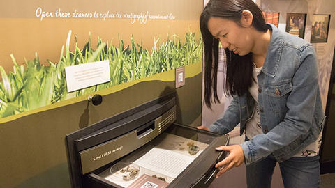 visitor opens stratigraphy drawer in exhibit.