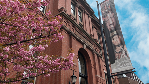 museum exterior with blooming tree and blue sky.