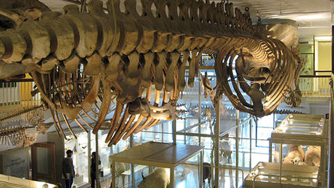 view of mammal hall from above with whale skeletons.