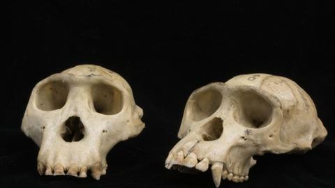 Male and female Liberian chimpanzee crania. 48-36-50/N6948.0 and 48-36-50/N6955.0
