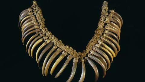 A necklace made from the claws of grizzly bears.