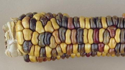 A section of a cob of corn. The kernels are multicolored, from white to red to brownish kernels.