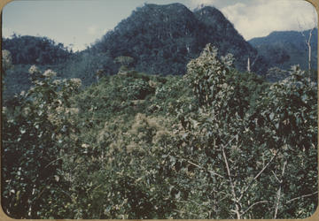 Los Naranjos