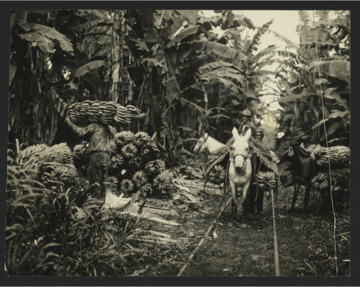 taking bananas out