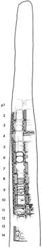 Drawing of Coba, Stela  5, right