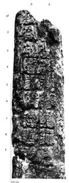 Photo of La Honradez, Stela 1, left, 2004.15.5.12.20