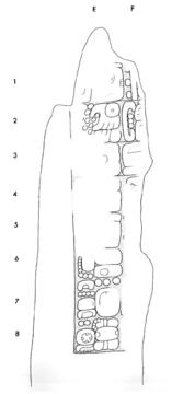 Drawing of La Honradez, Stela 4, right, 2004.15.6.12.20