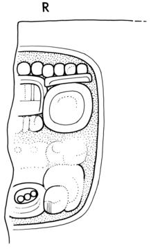 Drawing of Naranjo, Hieroglyphic Staircase, step 8
