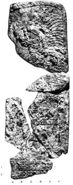 Photo of Naranjo, Stela 37, front, 2004.15.5.3.24