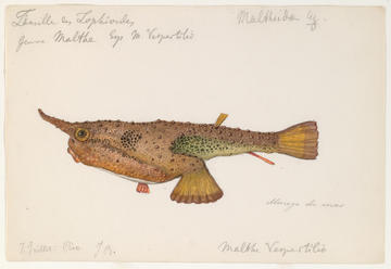 Brazilian fish painted in 1865