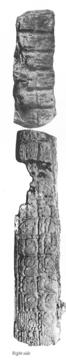 Photo of Piedras Negras, Stela 4, right