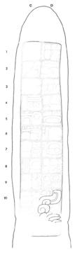 Drawing of Uaxactun, Stela 3, right, 2004.15.6.13.5