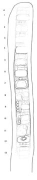 Drawing of Uaxactun, Stela 22, left, 2004.15.6.13.38