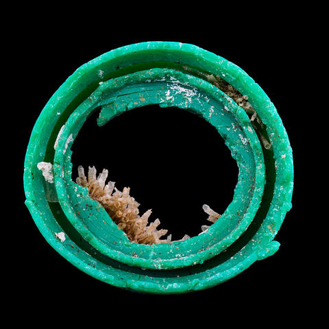 plastic bottlecap with bryozoa growing on it.