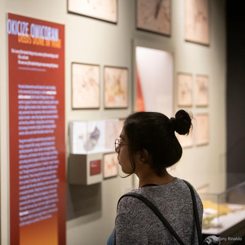 woman in gallery looks at wall text near drawings.