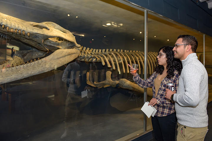 two people with drinks looks at kronosaurus skeleton.