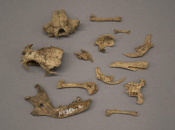 Faunal (possibly rodent) remains excavated from Čepelica,&nbsp;Bosnia and Herzegovina.&nbsp;Stanford-Yogslav Trebisnjica Project, 1967, 986-10-40/N9382.2