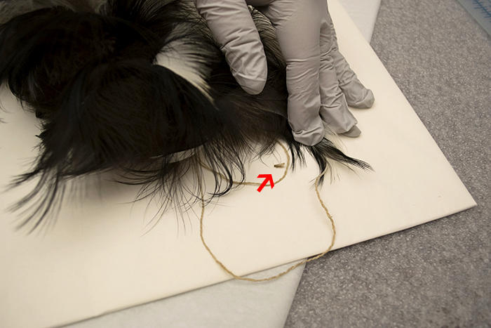 Gloved hand on fur