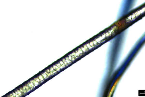 PLM1