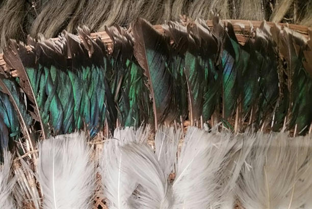 feathers