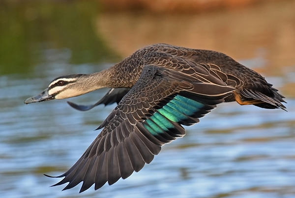 duck