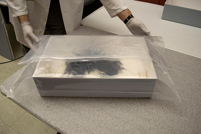 Artifact inside a box, bagged in a zipper plastic bag