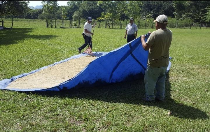 Theree people moving a tarp over grass in the sun with limestone gravel drying