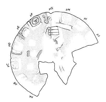 Drawing of Tonina, Monument 116, disc, 2004.15.6.16.12