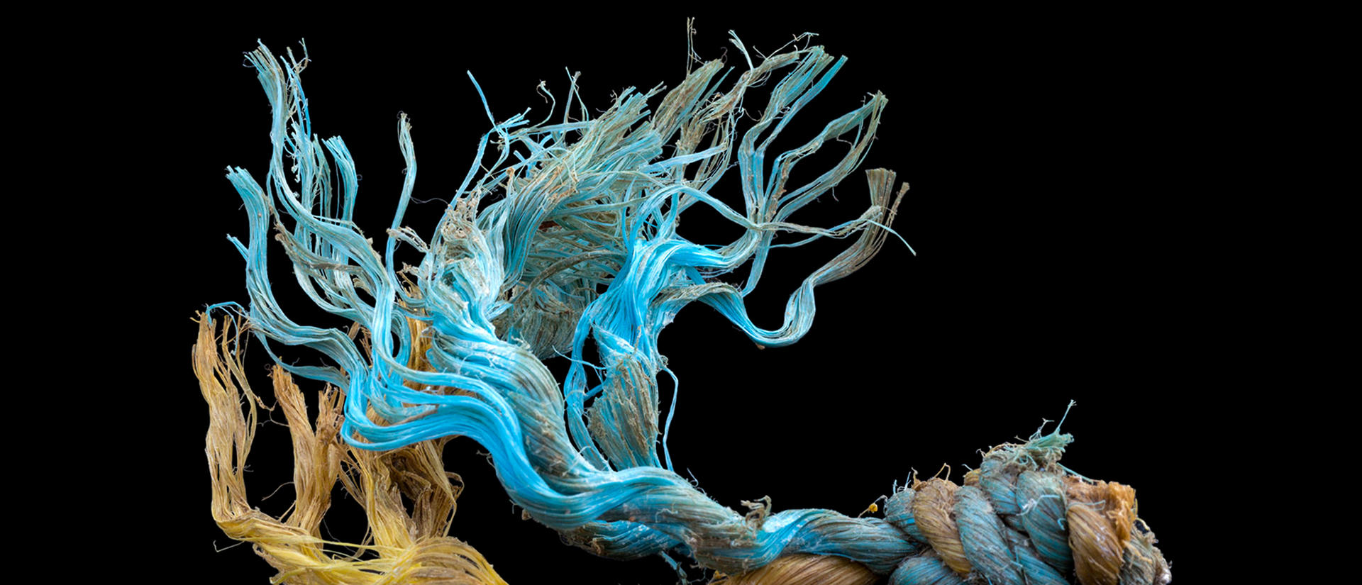 twisted strands of marine debris.
