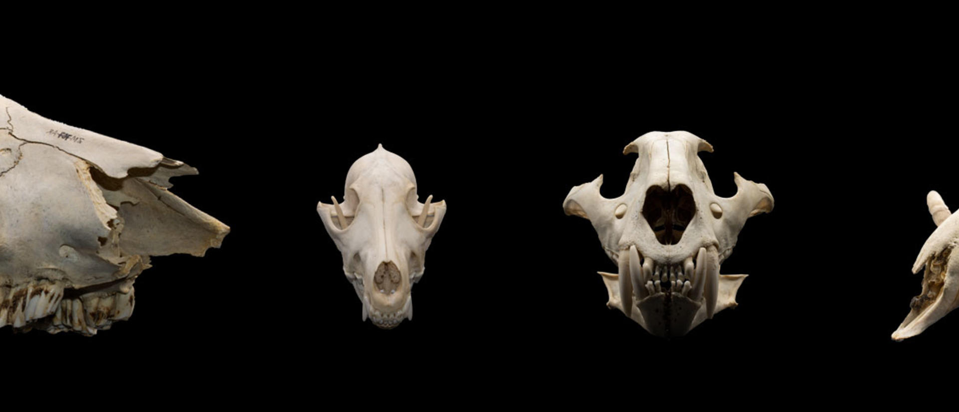 Zooarchaeology skulls