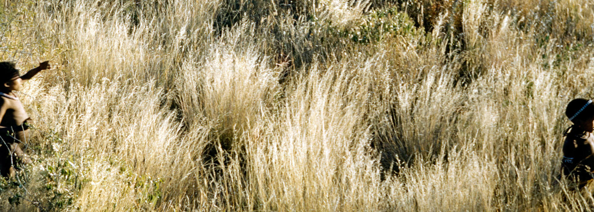 Three boys hunting through tall yellow grass.