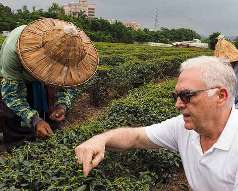 tea expert in taiwan tea farm row with workers.